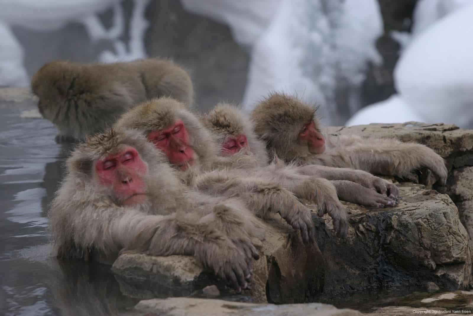 Snow Monkeys